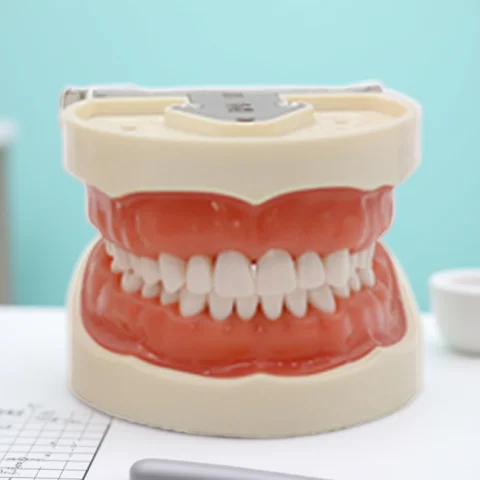28/32 Teeth Model Dental Teaching Model Soft Gum Typodont Teeth Model Dentist Technician Practice Training Demonstration Model