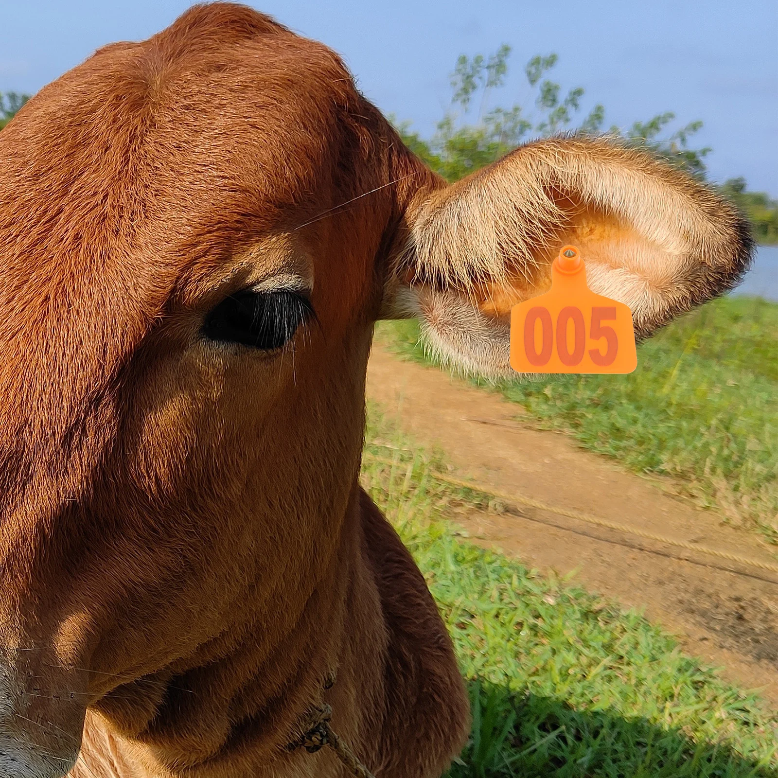 

100pcs Cow Ear Tags Bright Durable Plastic Cattle Ear Tags for Livestock Animals Sheep Goat ID Signs Veterinary Animal