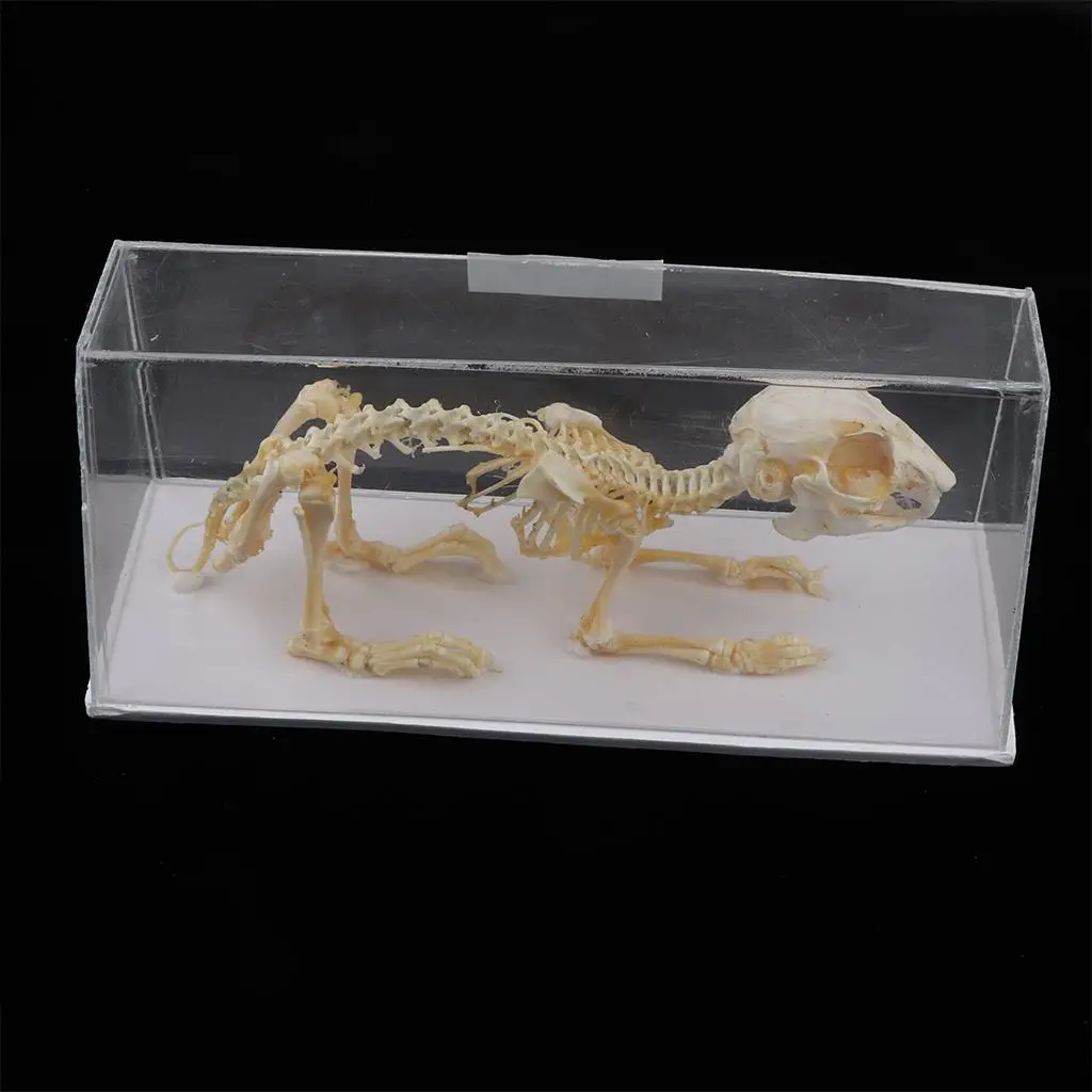 Kaninchen Skelett Kopie eines Skeletts ein Acryl gehäuse, rechteckige Form