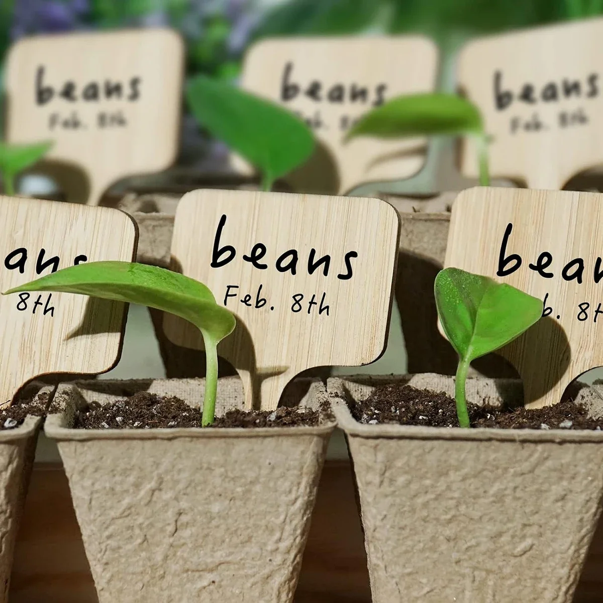 yes20pcs Wood Plant Labels T-Type Markers Wooden Plant Sign Tags Garden Markers for Seed Potted Herbs Flowers Vegetables Home De