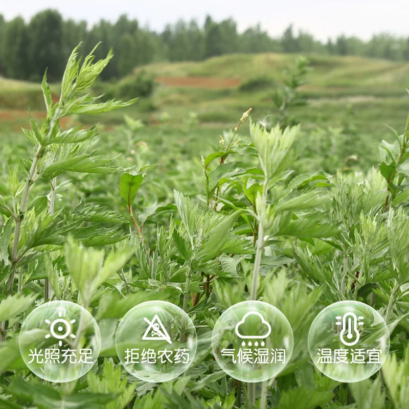 4 زجاجات نقية الطبيعة Mugwort استخراج كشط زيت طبيعي Moxa Artemisa الزيوت مدلك تعزيز تأثير الكى