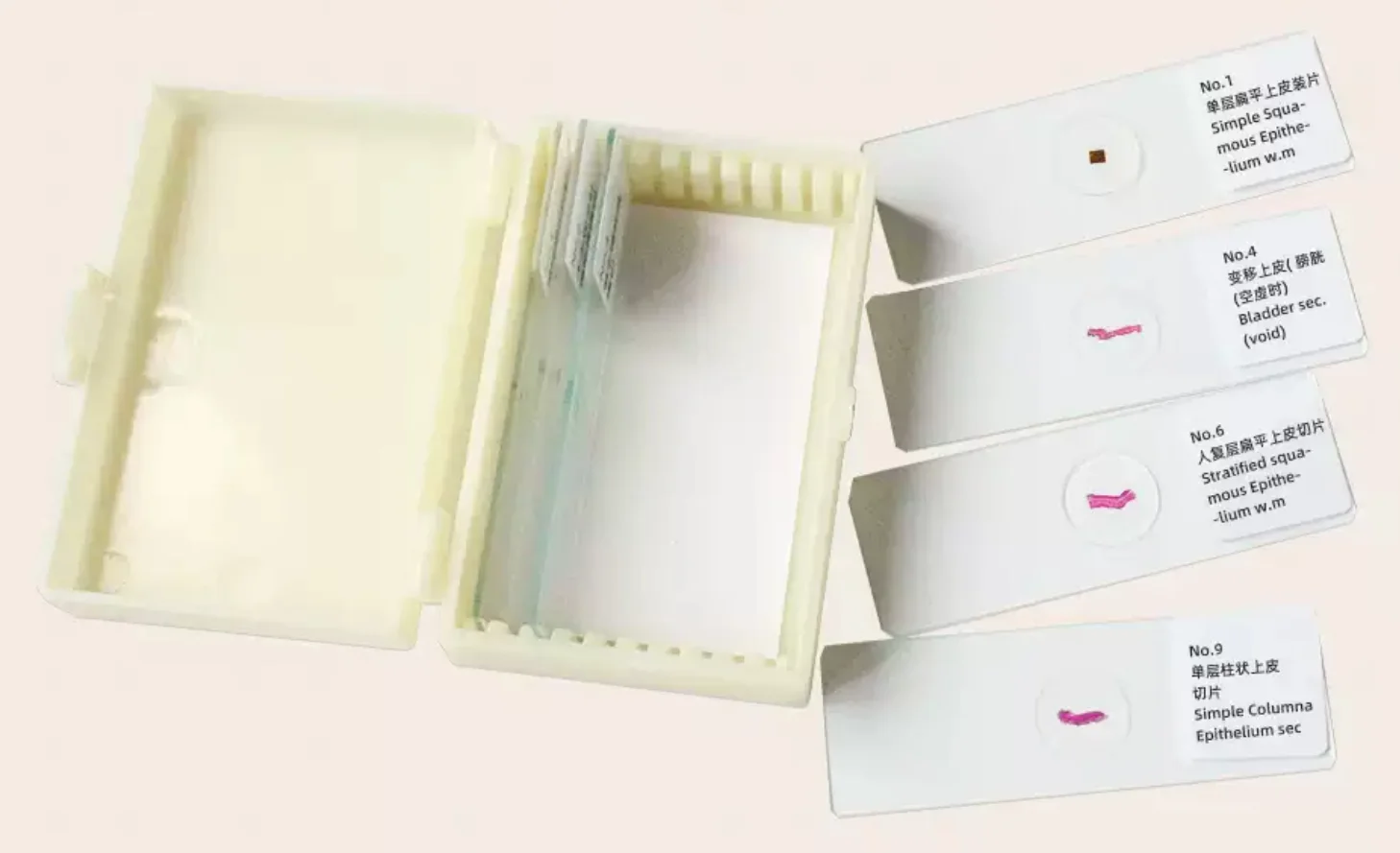 10PC Prepared Specimen Slices Microscope Normal Human Tissue Sample Section Biological Slicing Lab Anatomy Histology Education