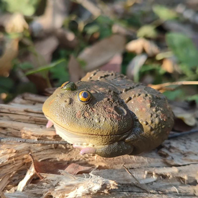 Best-seller! [Em estoque] Série oficial Animal Planet 'Chubby & Happy' # 13 - Modelo de sapo |   Figura e decoração colecionáveis premium