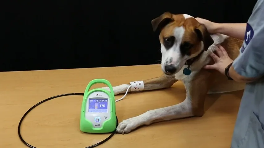 KT-W050-2 Animal Blood Pressure Monitor SunTech Vet30 Professional Vet Equipment