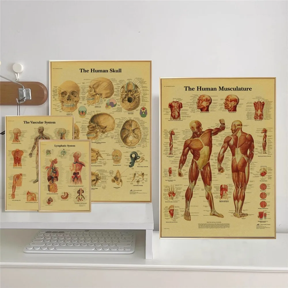 Anatomy And Physiology Self-adhesive Art Poster Whitepaper Sticker DIY Room Bar Cafe Wall Decor