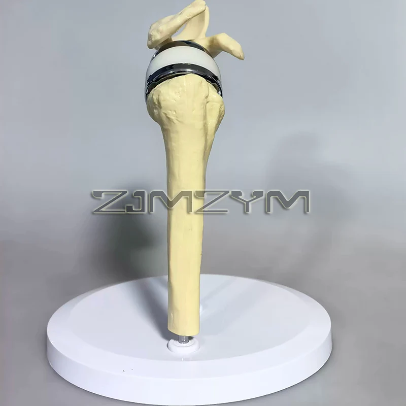 Artificial Shoulder Joint Model Manual Orthopedic Model For Medical Teaching & Training