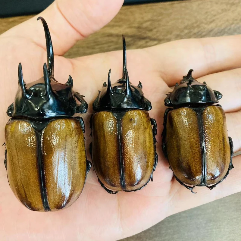 

The real specimen of the rhinoceros scarab pentapod is popular science teaching diy small ornaments punk specimen home decor