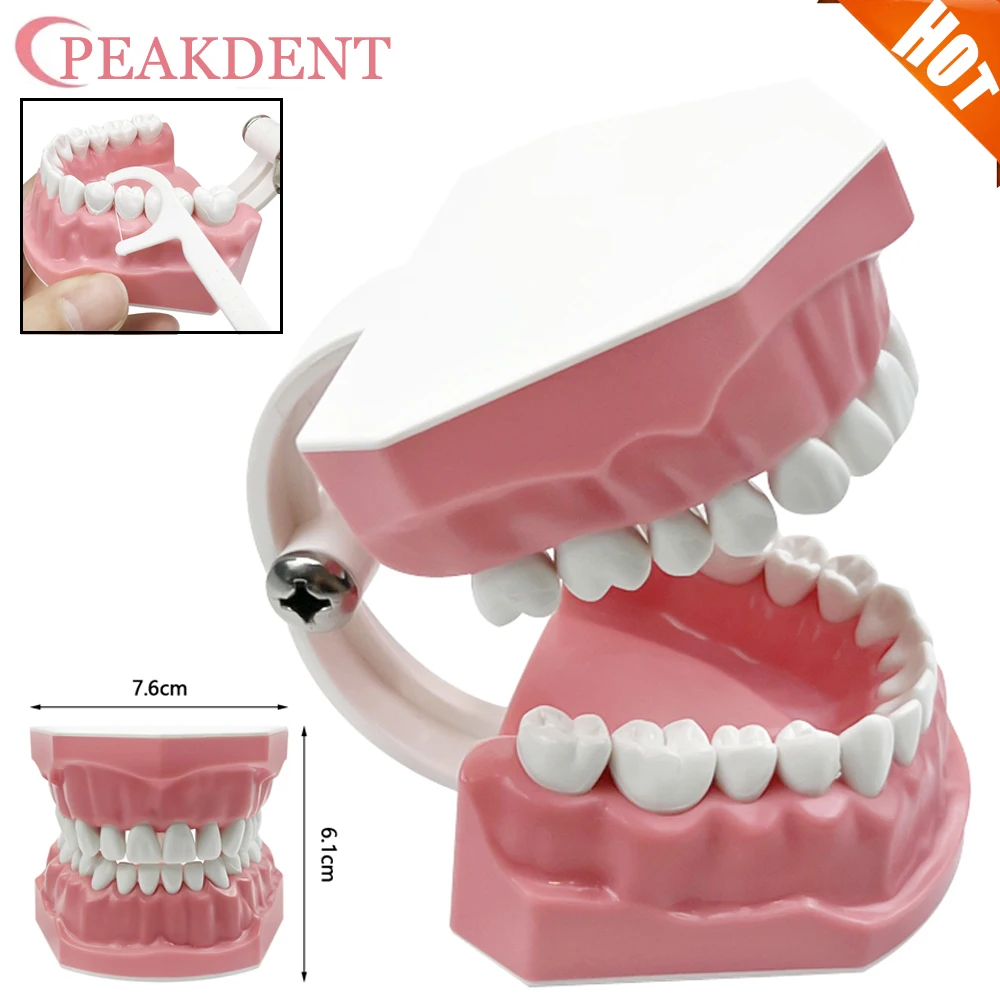 1pcs Plastic Teeth Model Dentist Education Demo Dentistry Models Dental Teaching Model Doctor Patient Communication