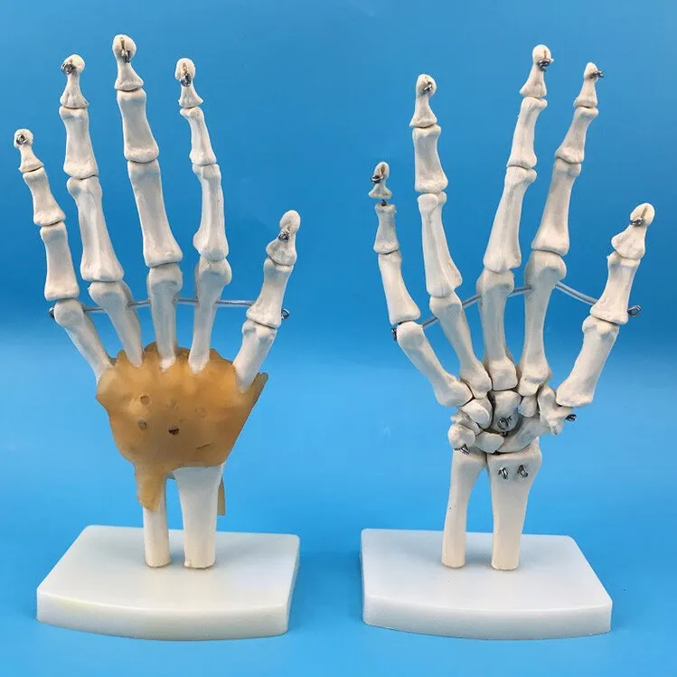 Medical Science Human Hand Joint Skeleton Models Human Hand Joint Bone Model