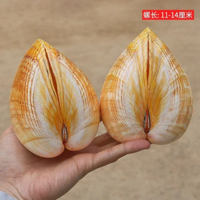 

Natural Conch Shell Extra Large Yellow Bird Tail Clam Fish Tank Landscaping Heart Shape