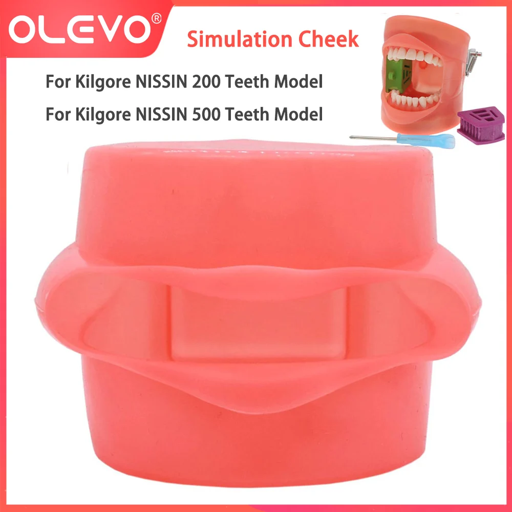 OLEVO Dental Simulation Cheek Teeth Teaching Model Soft Rubber Removable For Kilgore NISSIN 200/500 Type Typodont Dentistry