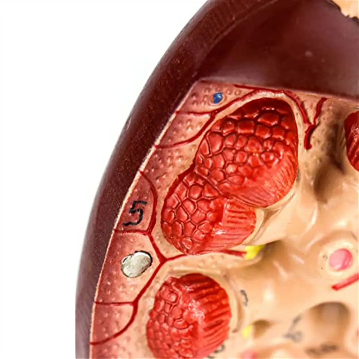 KSOL Life-Size Kidney Model, 2 Parts Showing Internal Structure a Kidney Human Anatomy Replica for Doctors Educational Tool