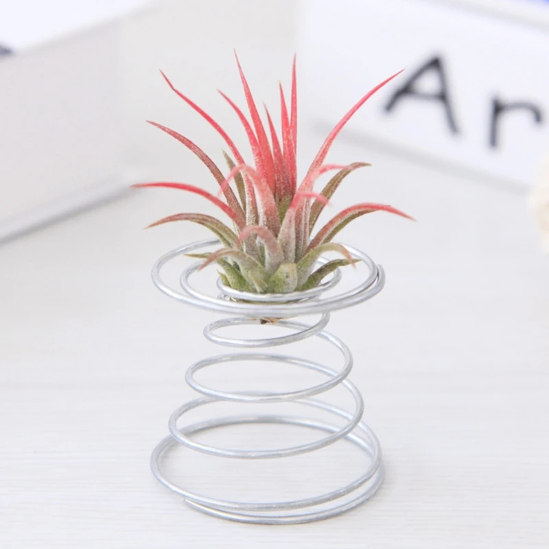 Air Plant Spring Wire Tabletop Tillandsia Holder Đồ trang trí làm vườn thu nhỏ