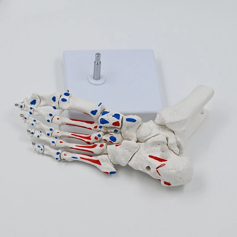 Muscle start and end point foot bone model, foot joint ankle joint foot bone teaching aid