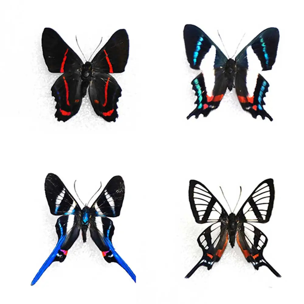 

Real butterfly specimen, Cerithidae, small butterfly, suitable for collection, display gift