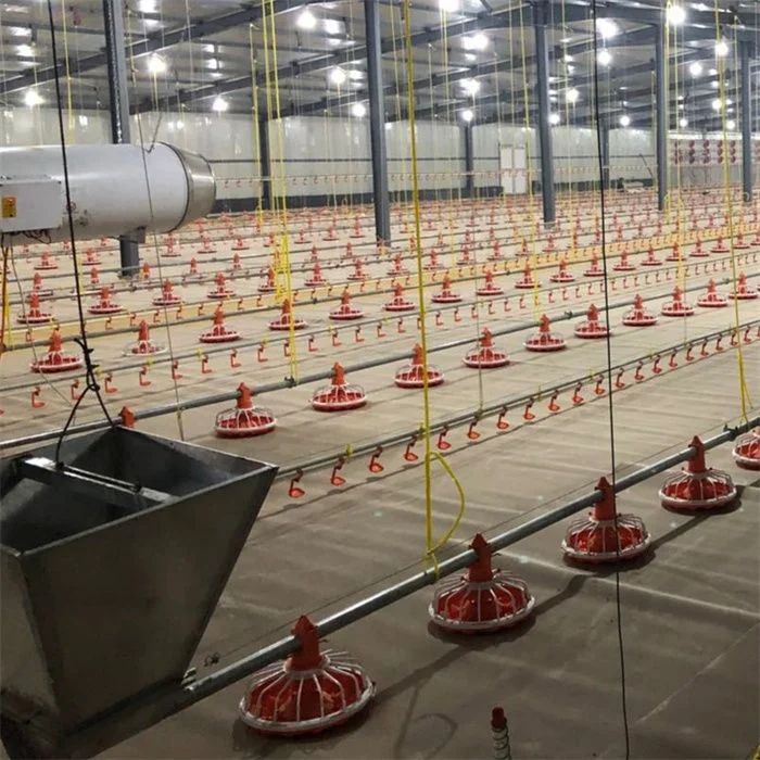 Automatic chicken feeding line system High-quality complete sets of equipment Feeding line Poultry breeding equipment