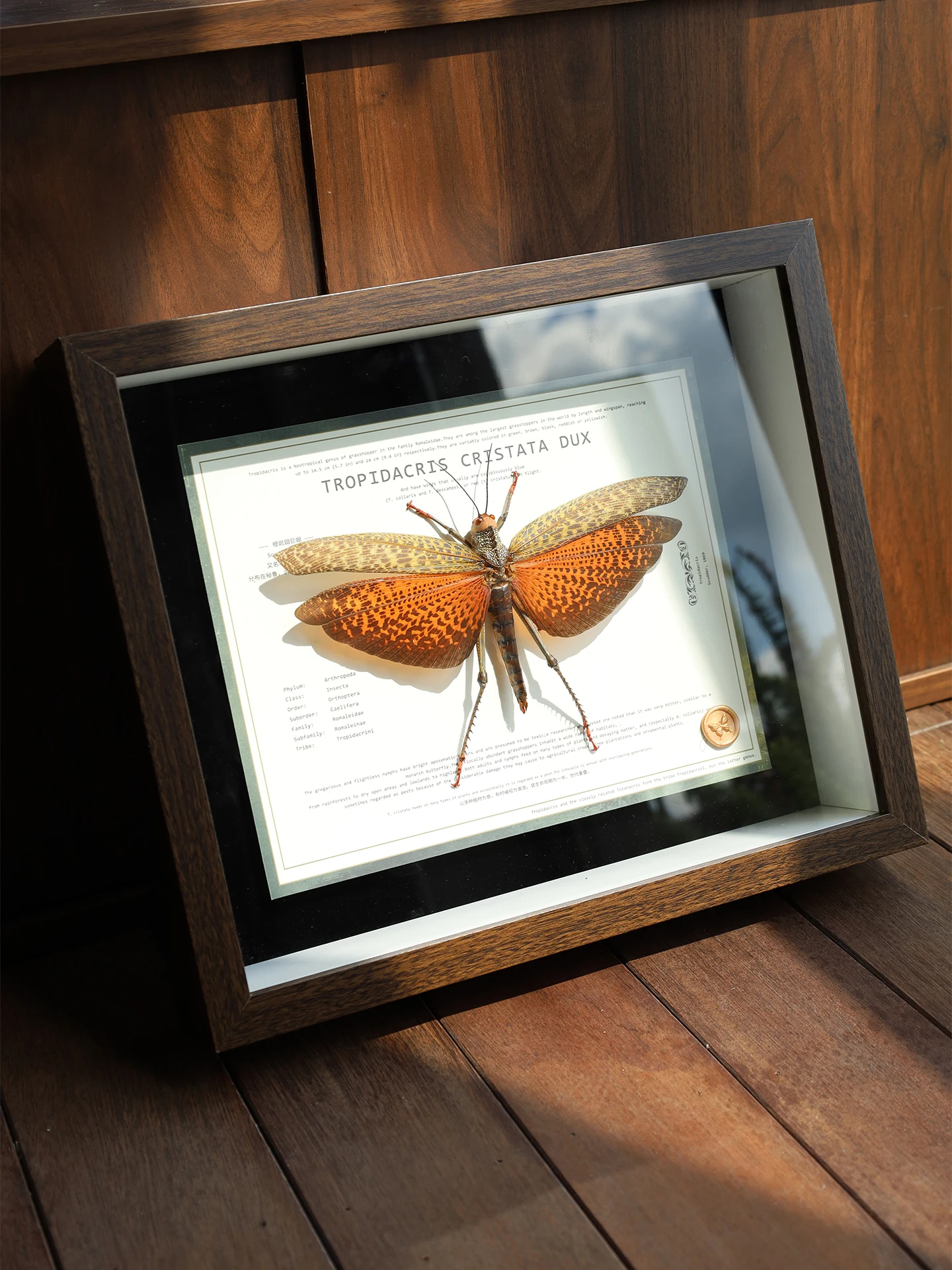 Orange Spotted Winged Great Locust Large Insect Specimen Artwork Display Piece Gift for Boyfriend Or Girlfriend Home Decor