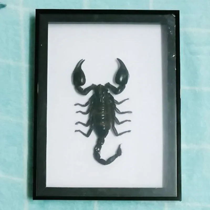 grand-cadre-photo-de-scorpion-noir-veritable-specimen-ameublement-de-maison-decoration-interieure-artisanat-d'art-de-collection