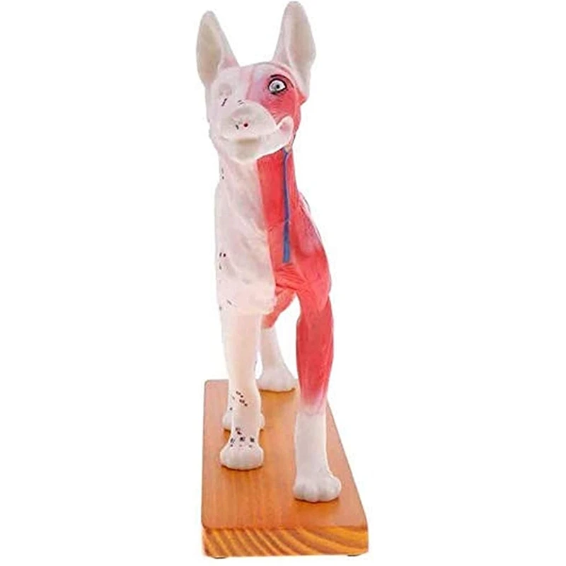 Anatomical Dog Model Acupuncture Anatomy Acupuncture Point Model Of The Dog Body With 72 Acupuncture Points Study Model