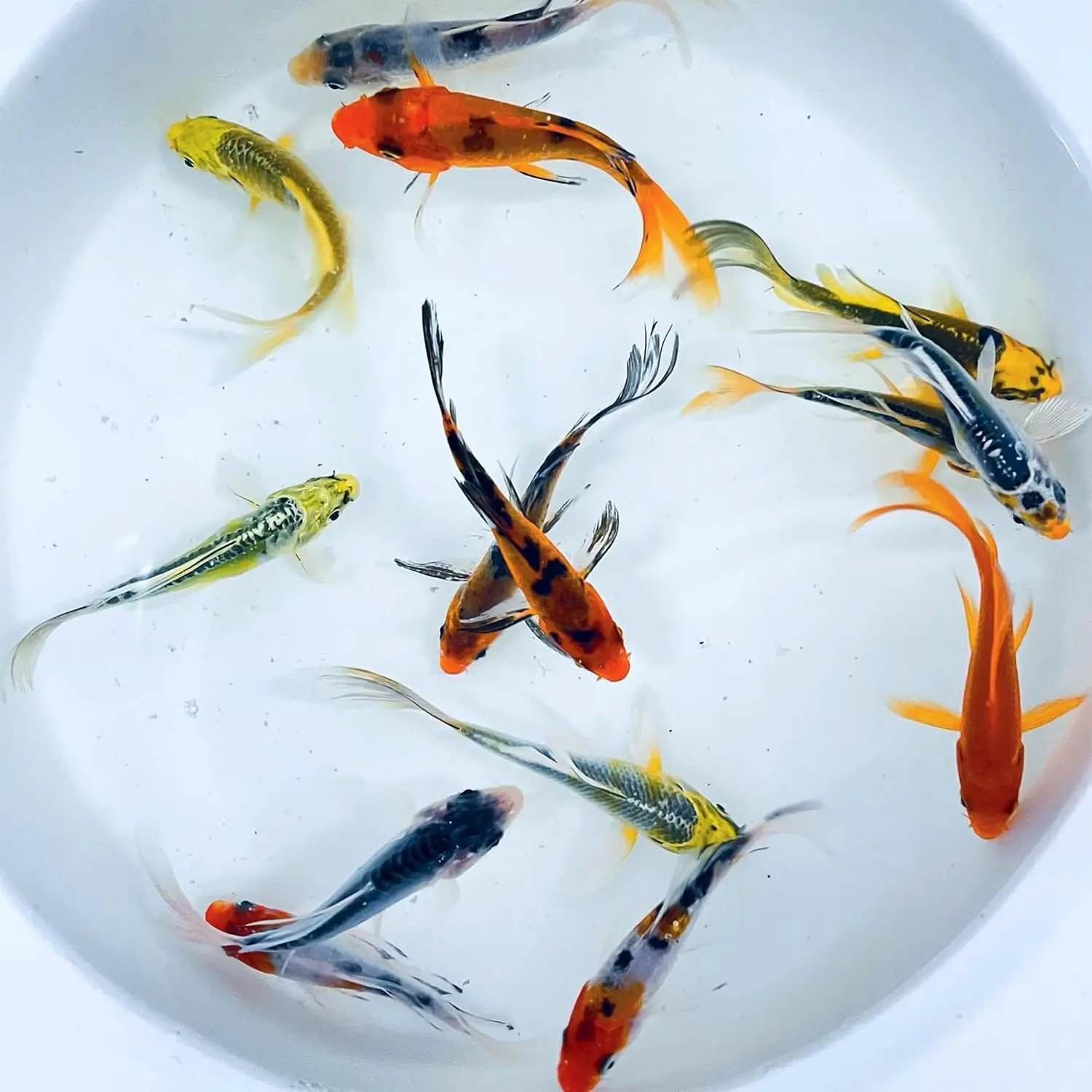 

Toledo Goldfish Butterfly Fin Koi, Variety of Colors and Patterns - Perfect for Ponds or Aquariums - 3-4 Inches, 3 Count