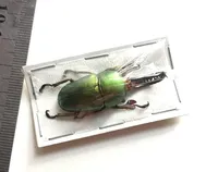 Real Insect Specimens Hexapod Desk Home Decor Appreciation Teaching Home Decoration Accessories for Living Room Kids Gift