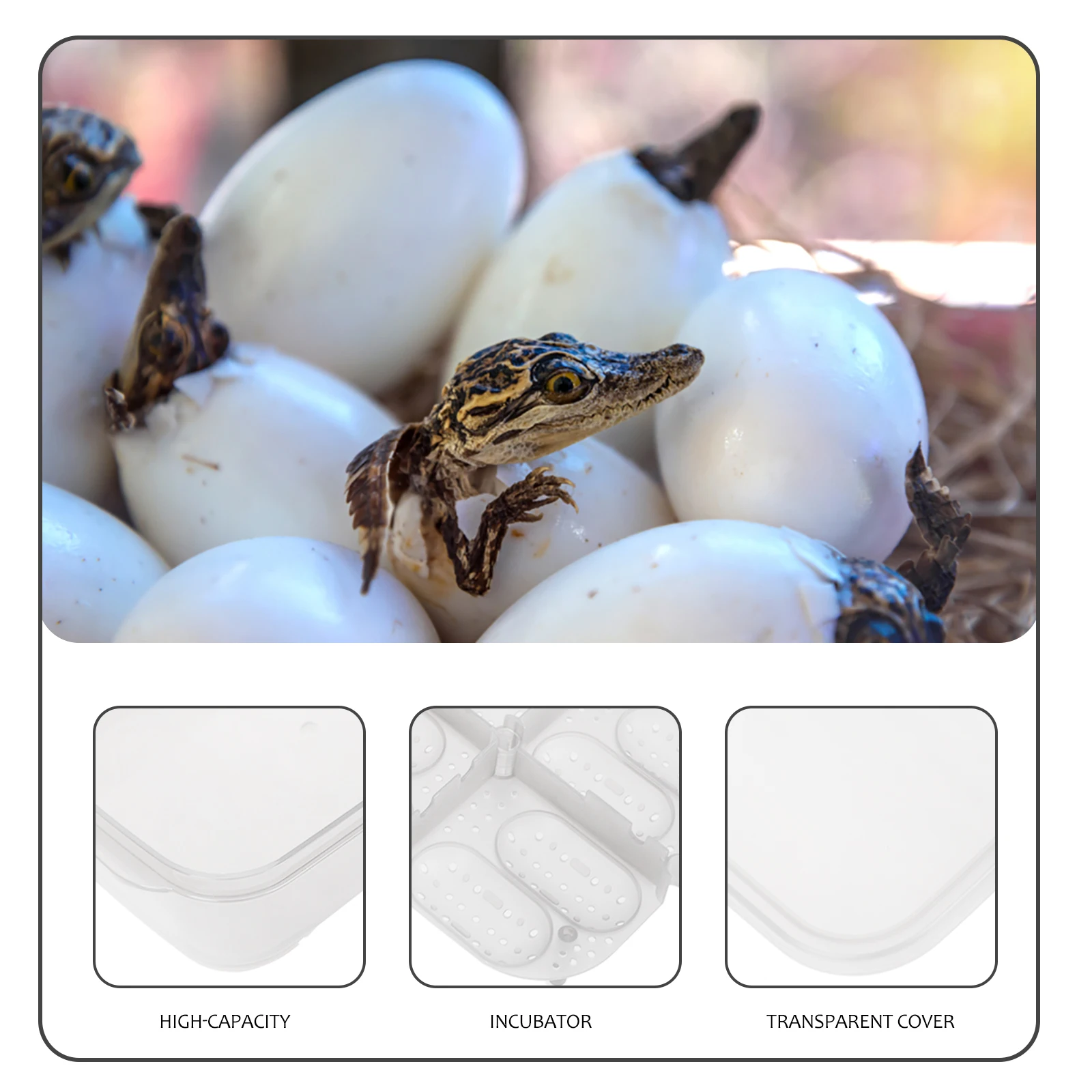 

14 Holes Reptile Breeding Box Lightweight Plastic Incubator Case for Small Reptiles Snakes Lizards Geckos Reptile