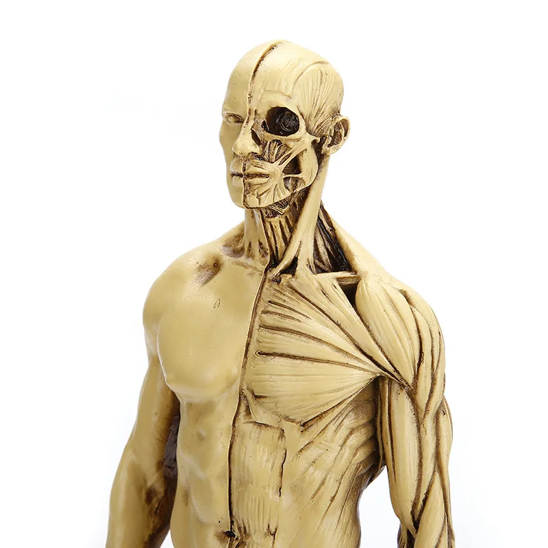 Muscular male , full-body prop, human acupoint model, acupuncture meridian teaching aid, small bronze figure, Halloween gif