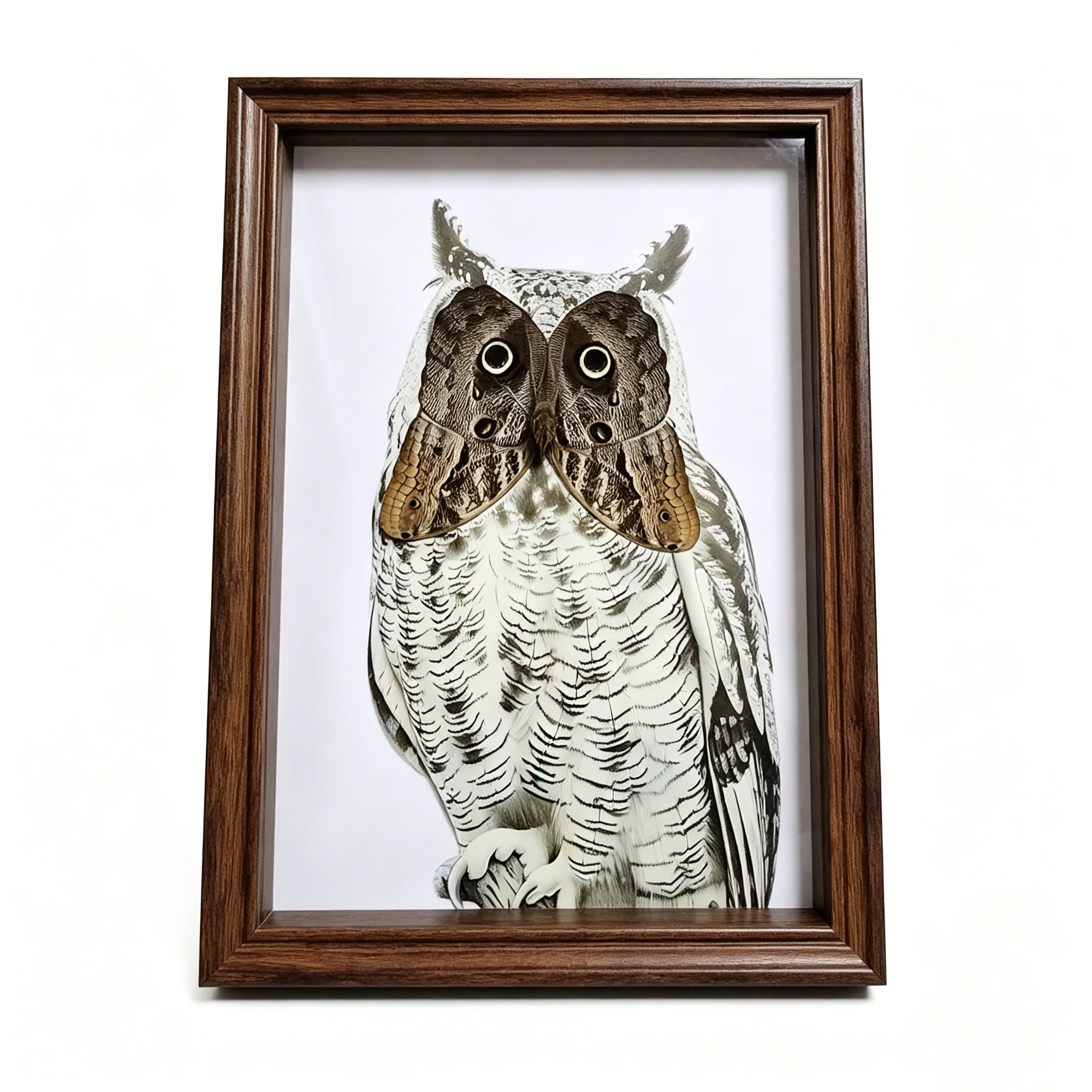 

Настоящая таксидермия бабочки-сова в рамке-витрине: подлинная коллекция образцов бабочек Caligo Eurilochus – идеальный подарок