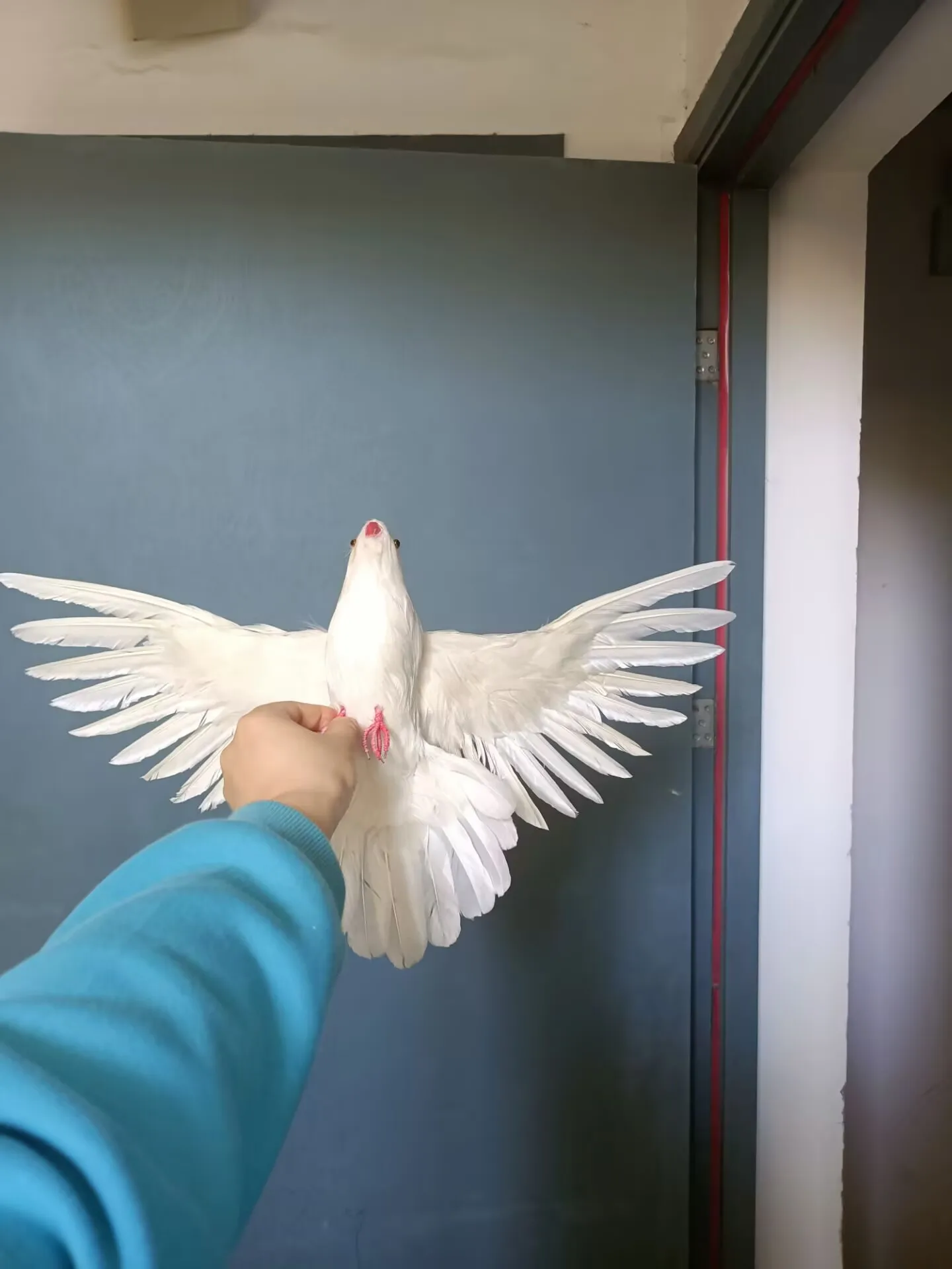 Cute simulation wings pigeon model foam&feather lovely dove bird about 28x50cm xf0062