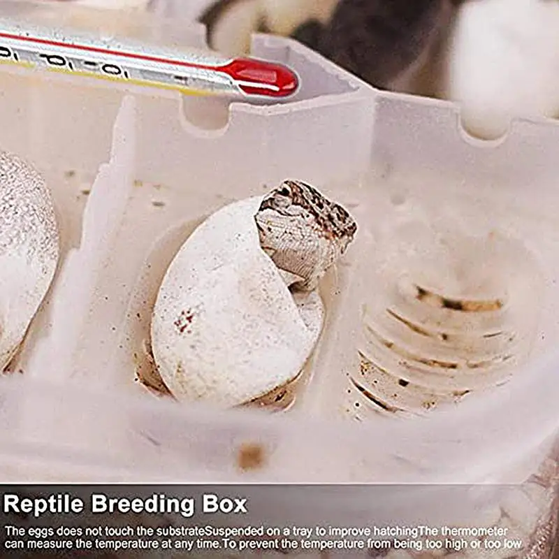 Reptile Egg Incubator Box DIY 16 Grids Transparent Hatch Box Snake Lizard Hatching Box Egg Tray Crawler Gecko Reptile Accessory