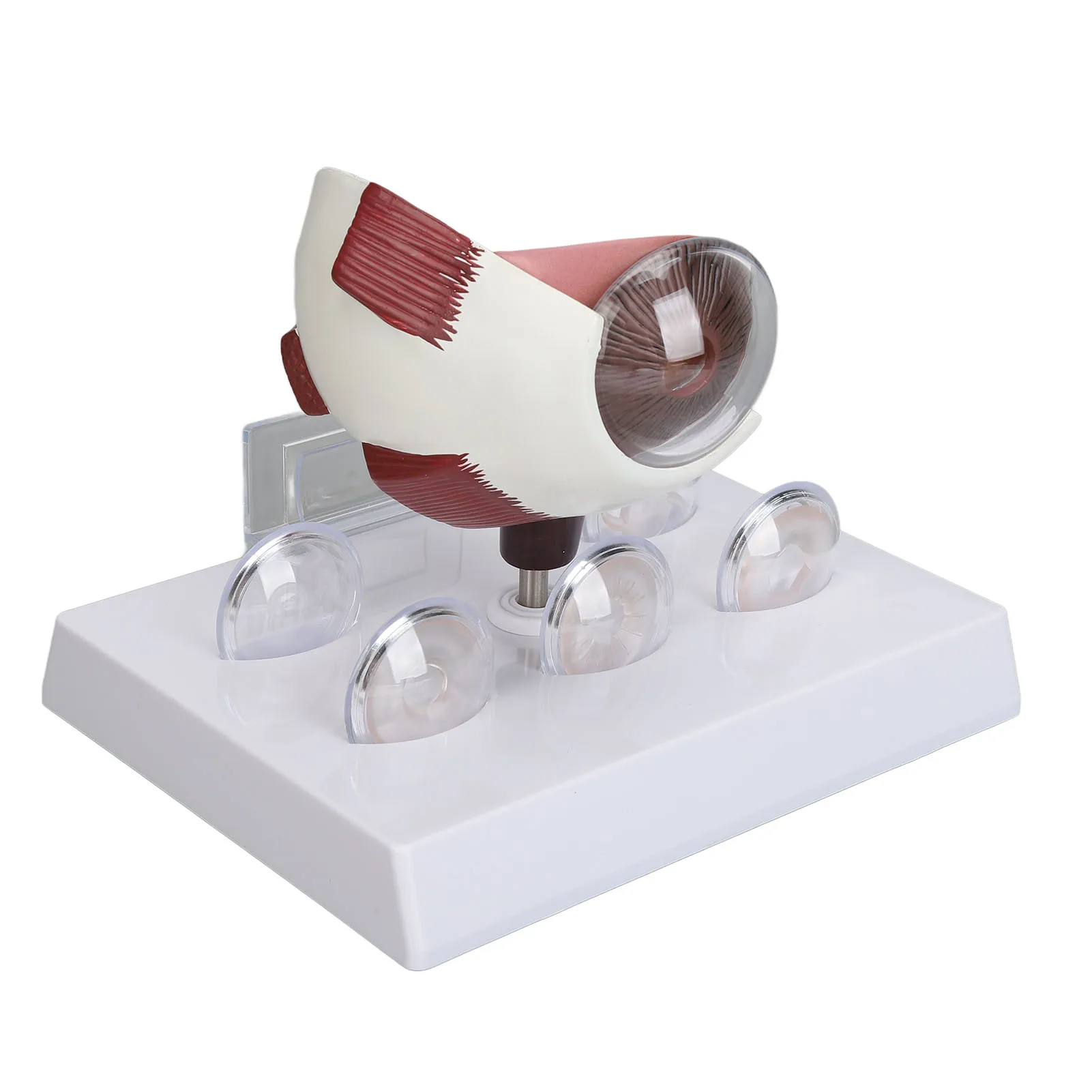 Human Eye Anatomical Model Accurate Display Enlarged Medical Eyeball Explanation Model with Card