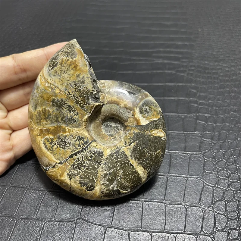 

480g Big Beautiful natural Chrysanthemum grain conch Ammonite