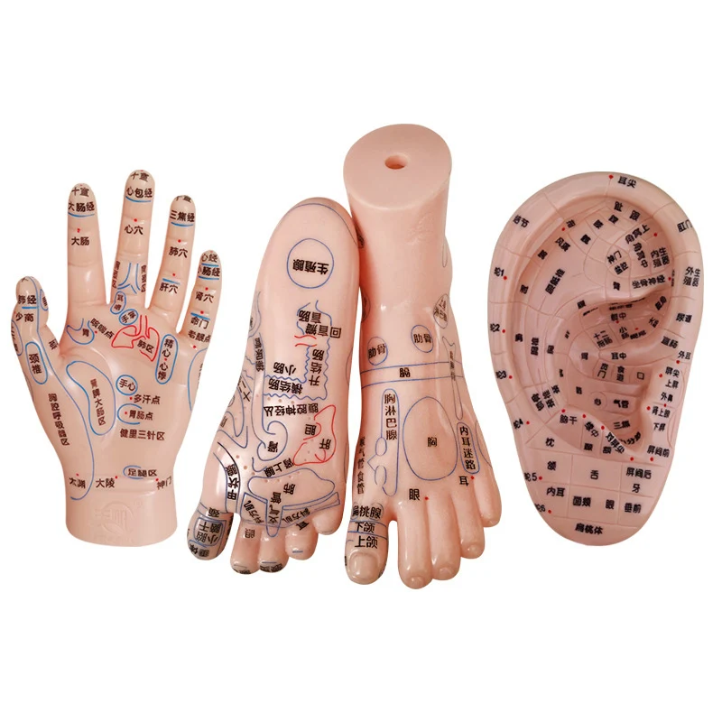 17cm Chinese large character hand foot ear model  Meridian and acupoint reflex area  foot massage