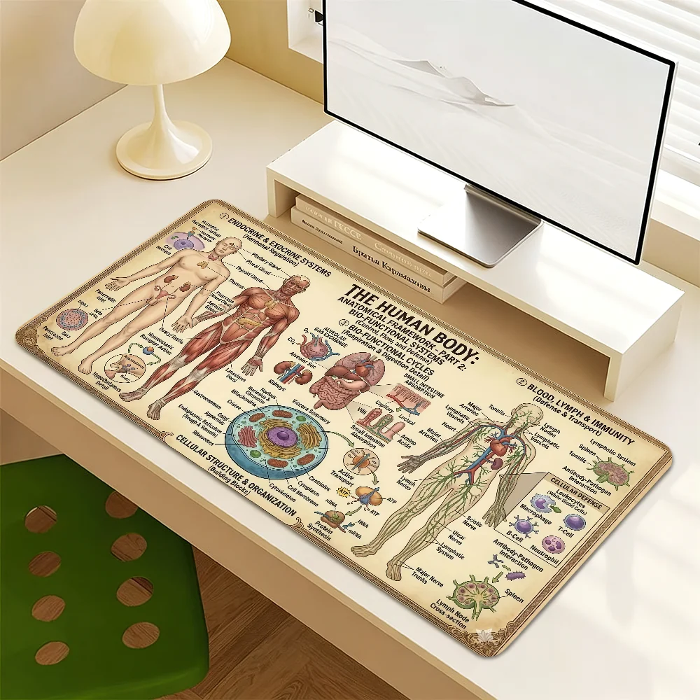 Human Anatomy Cheat Sheet Mouse Pad Non-slip Thickened MousePad Writing Lockedge Office Student Gaming Cushion Large