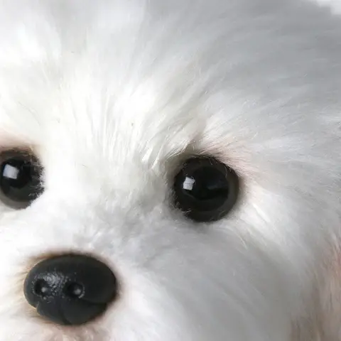 몰타어 박제 개 인형 봉제 인형 귀여운 시뮬레이션 애완 동물 솜털 아기 생일 선물 크리스마스 어린이 Malzis 강아지 Dropshipping