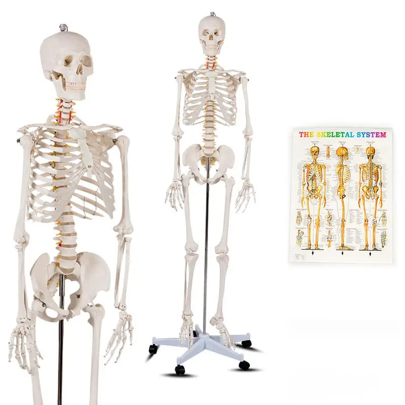 177 cm Rolling Human Skeleton Model for Anatomy Teach & Learn