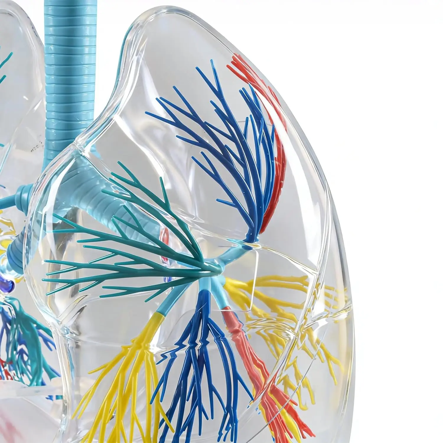 Ultrassist Lung Anatomy Model Transparent Pulmonary System with Bronchial Tree Arteries Veins Left&Right Lung for Medical Study