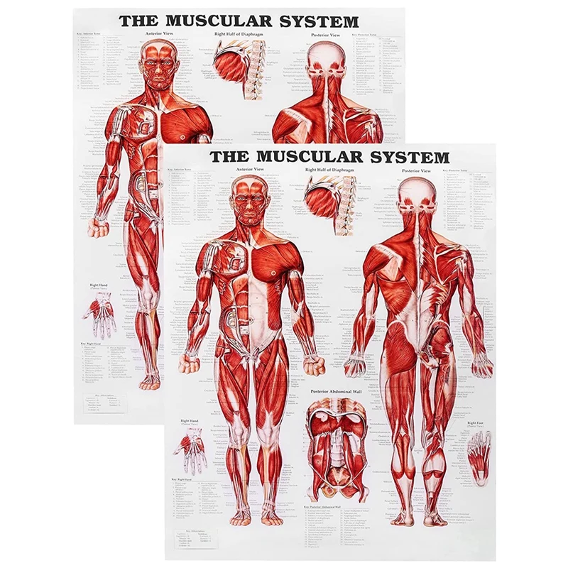 Cartaz de anatomia cerebral, gráfico de cérebro humano laminado de 2 pacotes, guia de referência rápida de medicamentos, humano