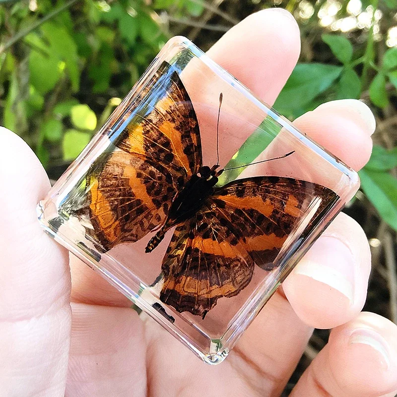 29 New Real Insect Specimen Resin Scarab Spider Specimen Beetle Flower Marine Plant Teaching Kids Gift Box Room Home Decoration view 6