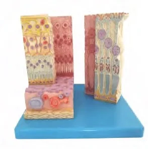 Microscopic Visual Cell Model Medical Science Cellula Visualis Simulator Teaching Aids For School Students