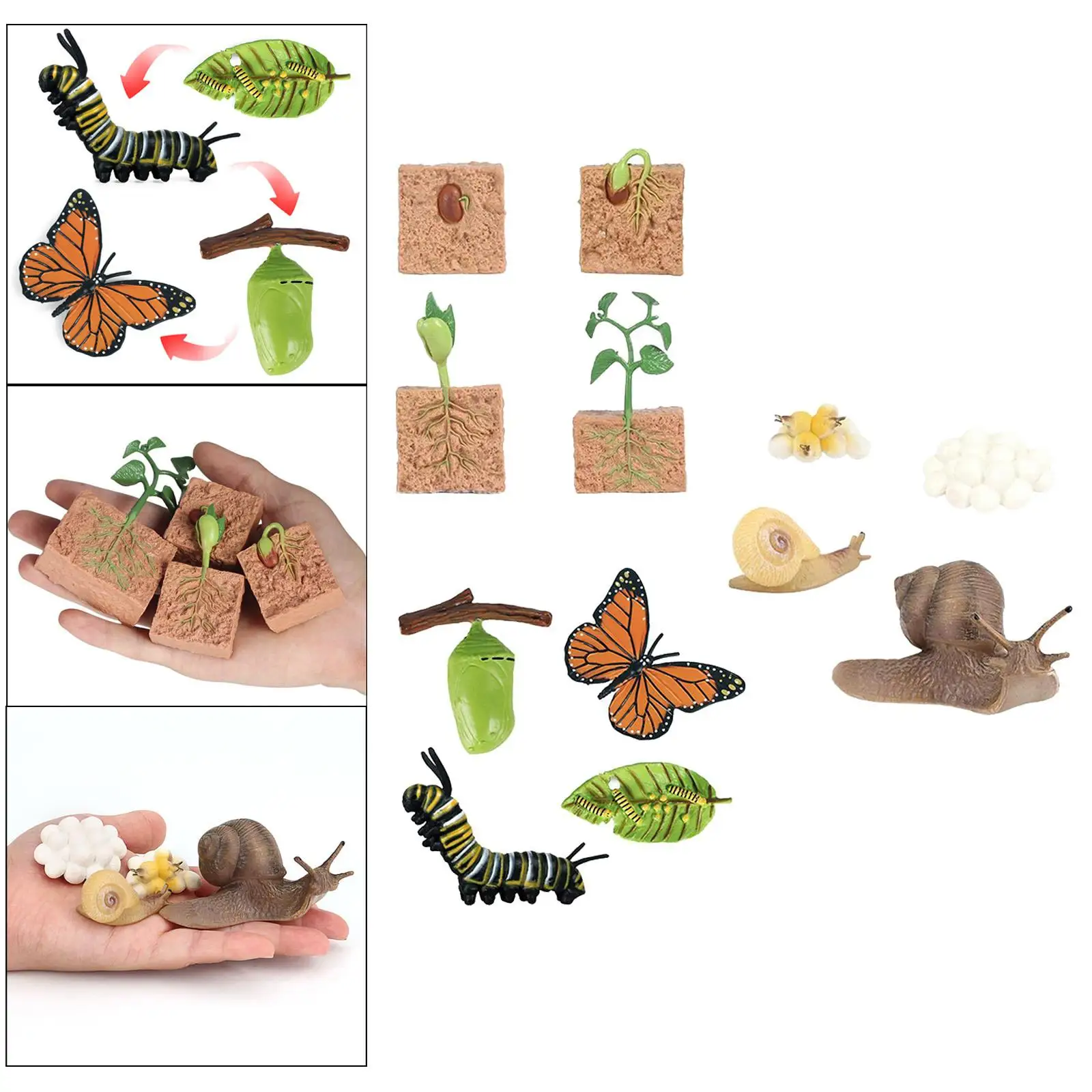 3x Nature Butterfly Growth Child Education Learning Teaching Toys