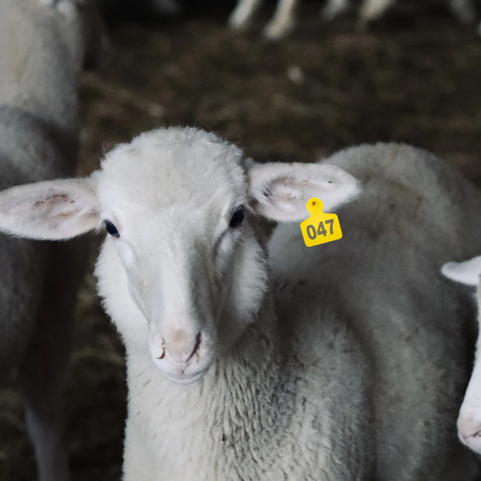 

Plastic Pig Ear Tag Cattle Sheep Animal Tags Strong Numbered Colorful Livestock Eartags for Cows Large Animals Cow Ear