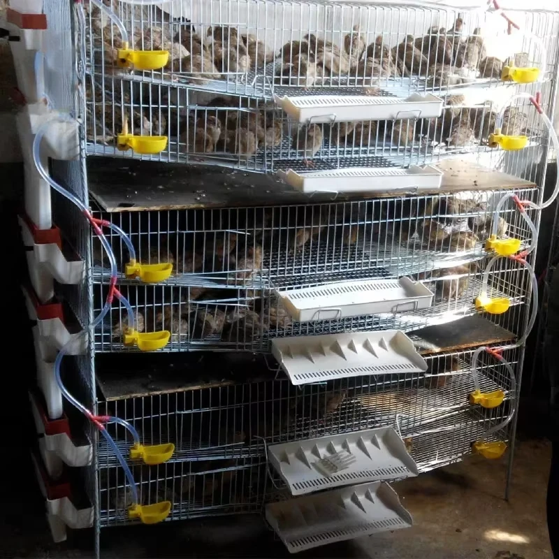 Automatic Quail Farm Cage New Design Quail Layer Cage Feeder,automatic Drinking System Commercial Qauil Farm Plastic Feed Trough