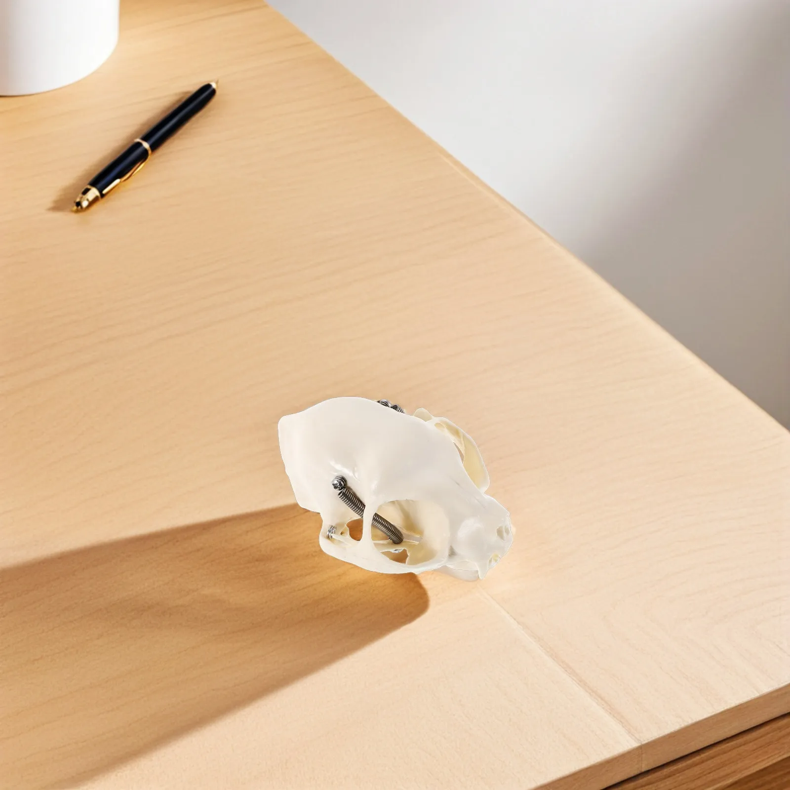 1pcs Cat Realistic Anatomical Skull Durable Educational Teaching Tool For Classroom Display Animal