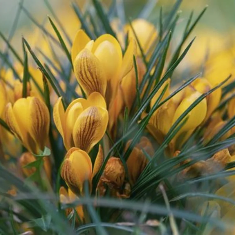 

Инструмент для линейки высоты RC, линейка 20-25 мм, 10 мм, поворотные блоки шасси с магнитом, съемное измерительное колесо для радиоуправляемого автомобиля 1/10