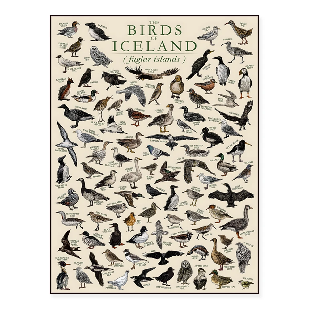 United Kingdom - Birds of Australia, Birds of New Zealand, Birds of Iceland, Birds of the Americas, Wildlife Educational Poster