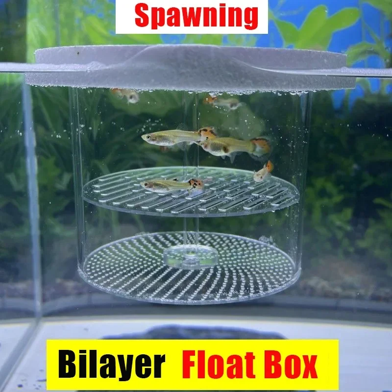 baby fish box capetsma Breeding Box, Acrylic Fish Isolation with Suction Cups, Aquarium Acclimation Hatchery Incubator for Fishes Shrimp Clownfish and Guppy... Small Size (S) : Pet Supplies Can be used as the spawning box for the viviparous fishes and remove all the partitions to work as a large hatchery box Unique transparent floating design Floating Fish Spawning Hatching Isolation