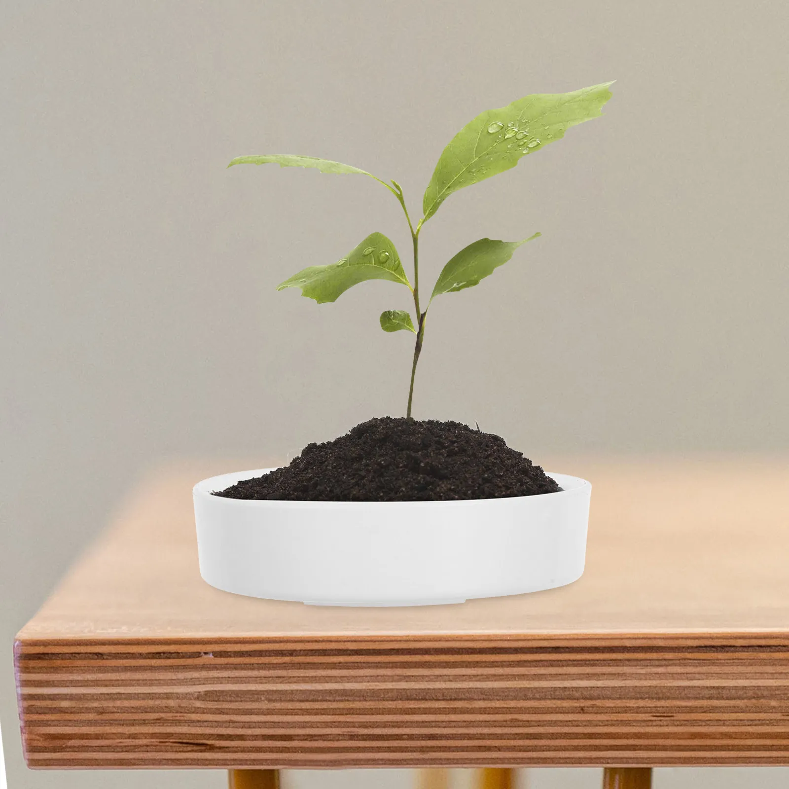 10Pcs Thick Plastic Potting Trays for Brazilian Wood Bonsai Succulent Planter Saucer Water Catcher Trays Potted Plant Tray
