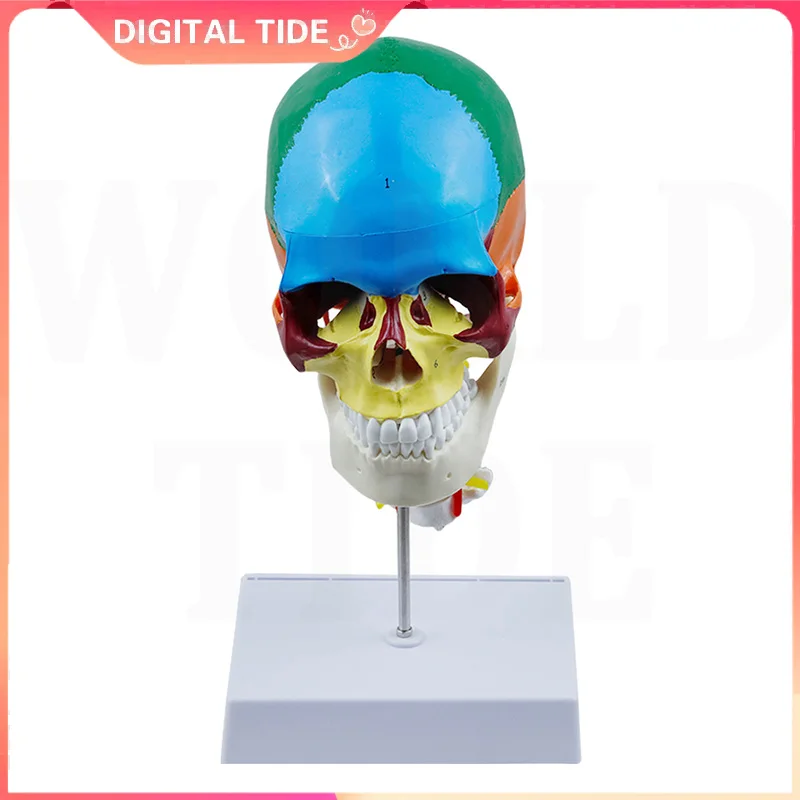 Human Skull Model Colorful Medical Simulation Human Skull Model Anatomical Anatomy Teaching Skeleton Head Teaching Supplies