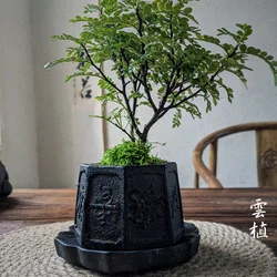 Chinese Carved Bonsai Pot, Classical, Home Table, Garden Decoration